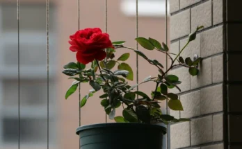 A potted rose plant with a single red bloom sitting by a brick wall, catching soft daylight | Source: Unsplash