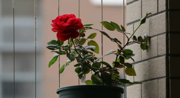 A potted rose plant with a single red bloom sitting by a brick wall, catching soft daylight | Source: Unsplash