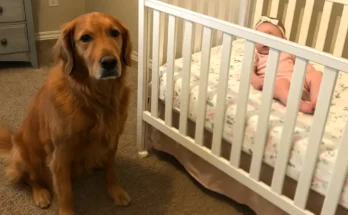 A dog sitting by a crib | Source: The Celebritist