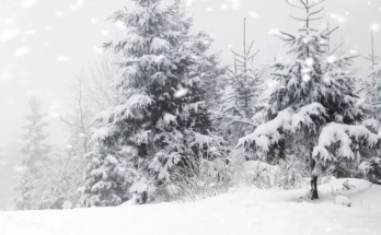 Land and trees covered in snow | Source: Shutterstock
