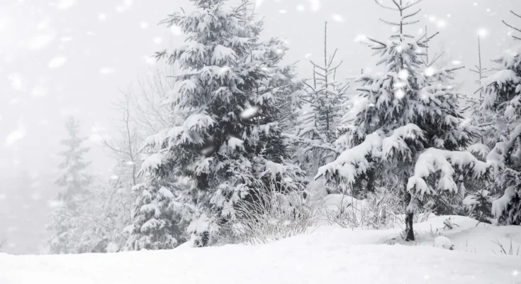 Land and trees covered in snow | Source: Shutterstock
