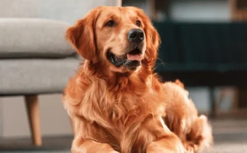 A dog sitting in a room | Source: Shutterstock