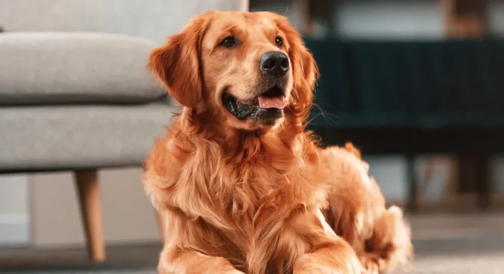 A dog sitting in a room | Source: Shutterstock