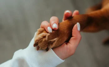 Human hand gently squeezing a dog’s paw | Source: Pexels