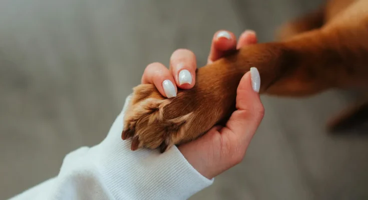Human hand gently squeezing a dog’s paw | Source: Pexels